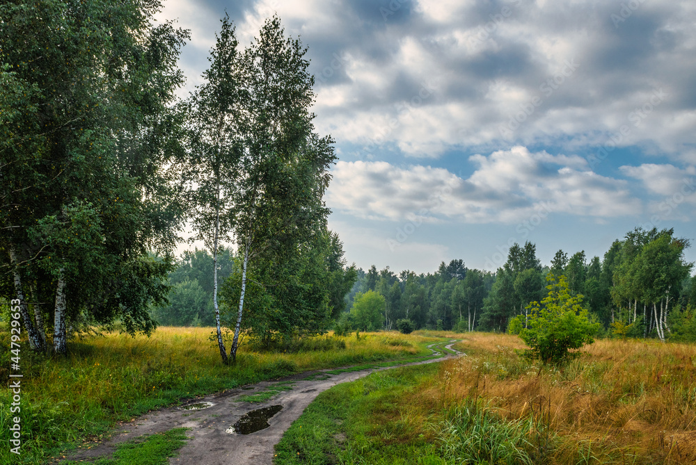 Fototapeta premium Blooming meadows. Beautiful herbs. Nice walk in nature. Hiking.