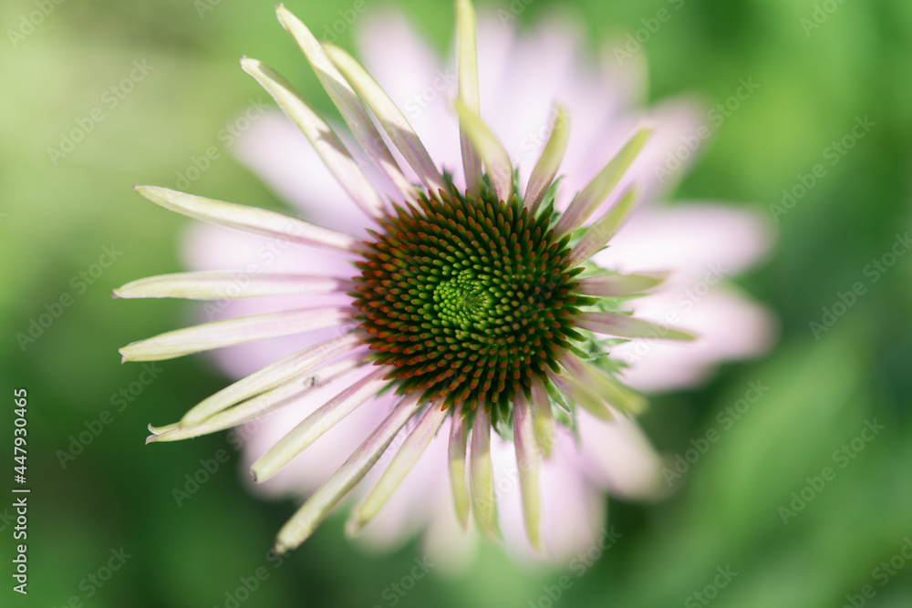 close up of an echinacea bud photographed over an out of focus fully bloomed flower - very shallow depth of field - bokeh background close up of an echinacea bud photographed over an out of focus fully bloomed flower - very shallow depth of field - bokeh background
