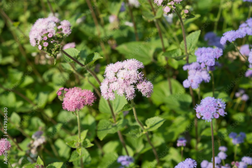 close up of Ageratum or whiteweed growing in a garden close up of Ageratum or whiteweed growing in a garden