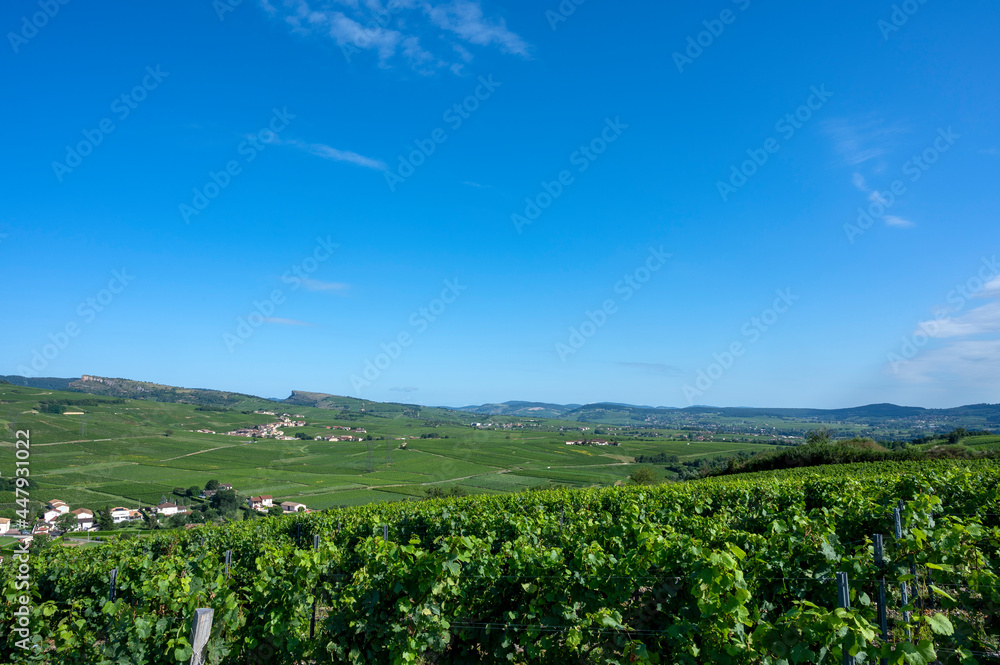 Paysage de vignoble en Bourgogne autour du village de Fuissé en France dans le département de Saône-et-Loire