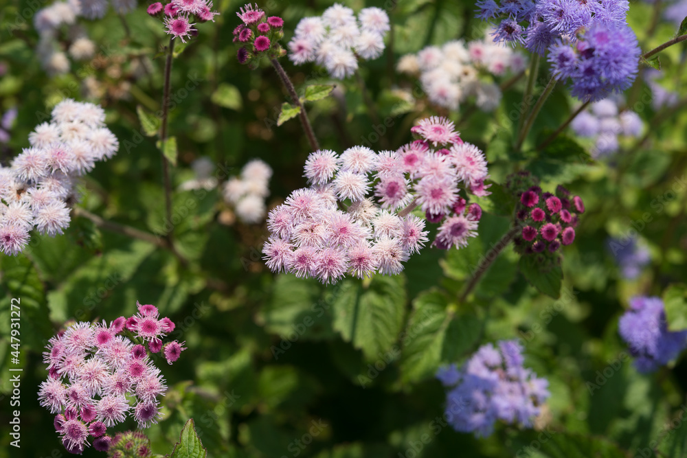 field of Ageratum or whiteweed flowers growing in a garden field of Ageratum or whiteweed flowers growing in a garden