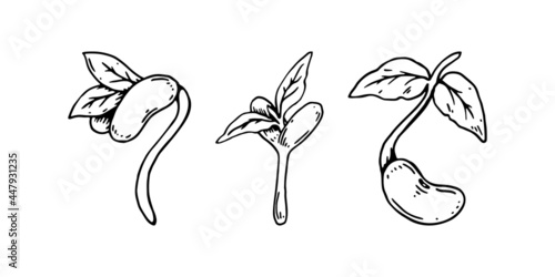Set of hand drawn bean sprouts. Vector illustration in sketch style isolated on white background