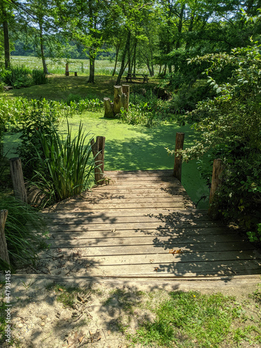 wooden dock overlooking algae covered pond