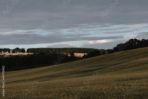 Beautiful Barley fields with a conifer forest in the background