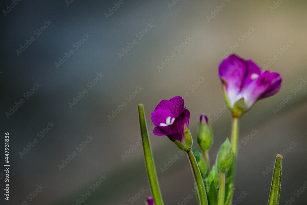 Fototapeta premium purple crocus flower