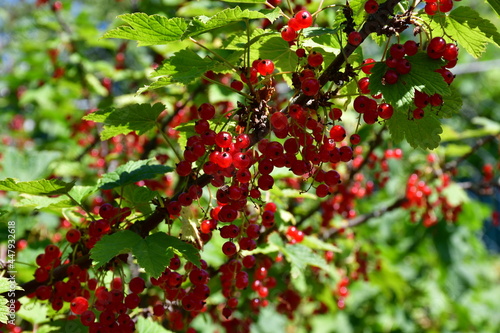 Ripe bunches of red currant berries on a branch with green leaves in the garden on a sunny day. A rich harvest.