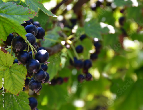 Ripe bunches of black currant berries on a branch with green leaves in the garden on a sunny day. Fresh harvest. Characteristic specks on the berries.