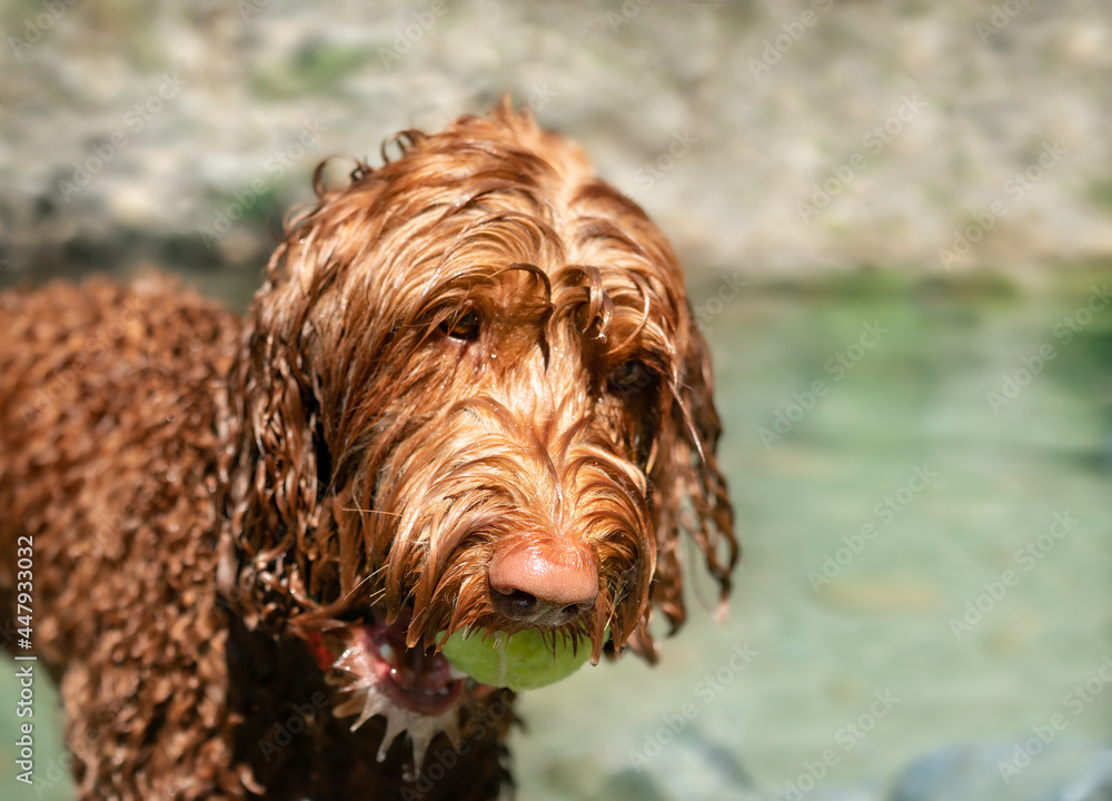 Labradoodle dog in river with tennis ball in mouth and dripping wet fur. Playtime with female dog fetching and swimming on a sunny day. Dog in motion. Selective focus with defocused background. Labradoodle dog in river with tennis ball in mouth and dripping wet fur. Playtime with female dog fetching and swimming on a sunny day. Dog in motion. Selective focus with defocused background.