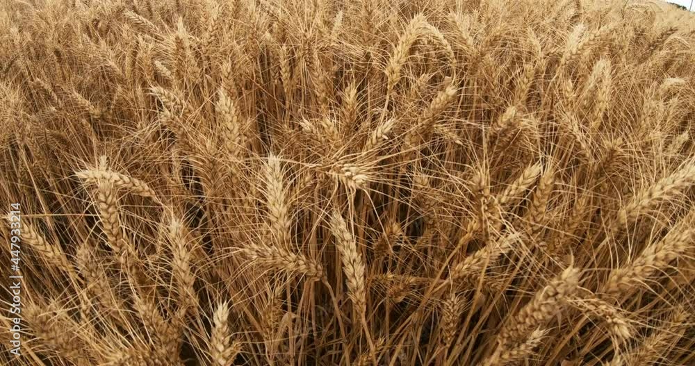 A wheat field on a summer day. The ears of wheat are swaying in the light wind. Agricultural industry. A wheat field on a summer day. The ears of wheat are swaying in the light wind. Agricultural industry.