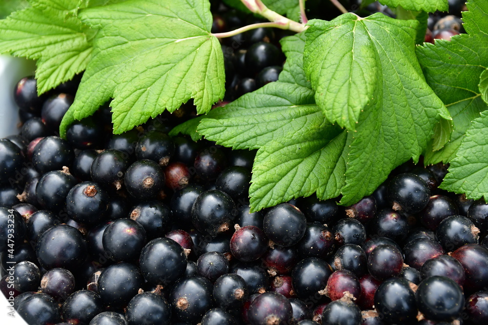Top view of large ripe black currant berries and green currant leaves close-up. Characteristic specks on the berries. Fresh harvest Top view of large ripe black currant berries and green currant leaves close-up. Characteristic specks on the berries. Fresh harvest