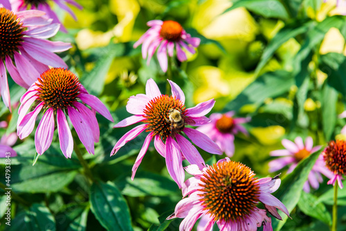 Purple coneflower, or echinacea, is a popular sun perennial seen with honey bees. Shot in a older part of Toronto's Beaches neighbourthood.