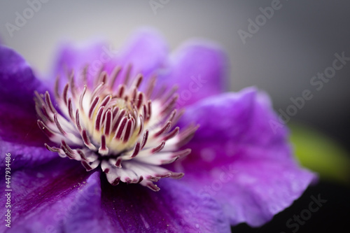 macro of purple Italian clematis flower