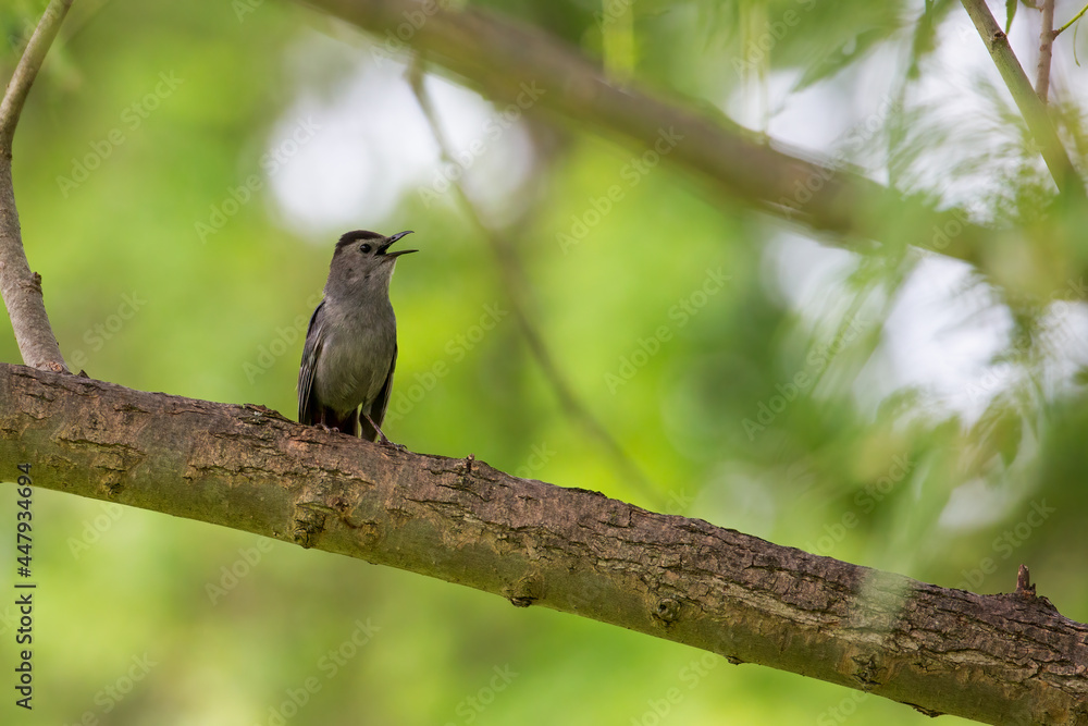 A grey catbird perched on a tree branch