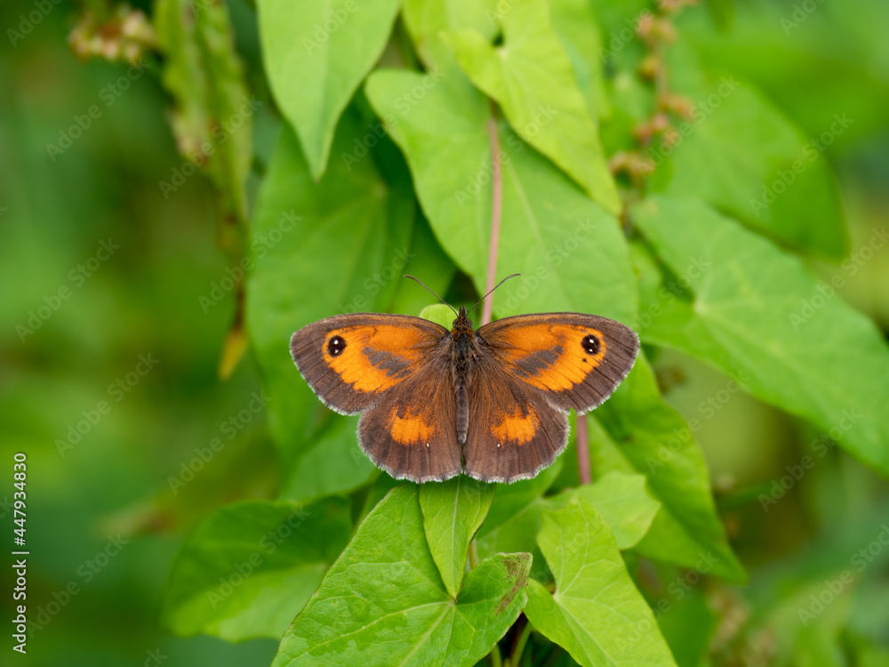 Gatekeeper butterfly Pyronia tithonus resting in the sun. Aka the Hedge brown butterfy. Gatekeeper butterfly Pyronia tithonus resting in the sun. Aka the Hedge brown butterfy.