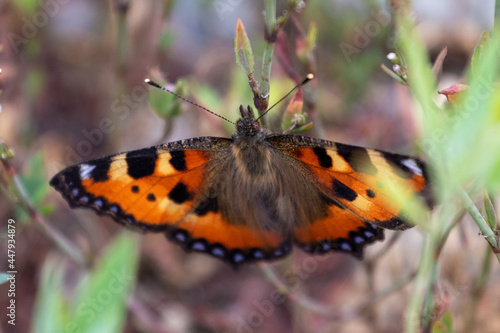 butterfly on a flower