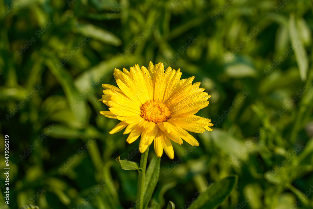 Bright yellow calendula flower growing outdoors. Bright yellow calendula flower growing outdoors.
