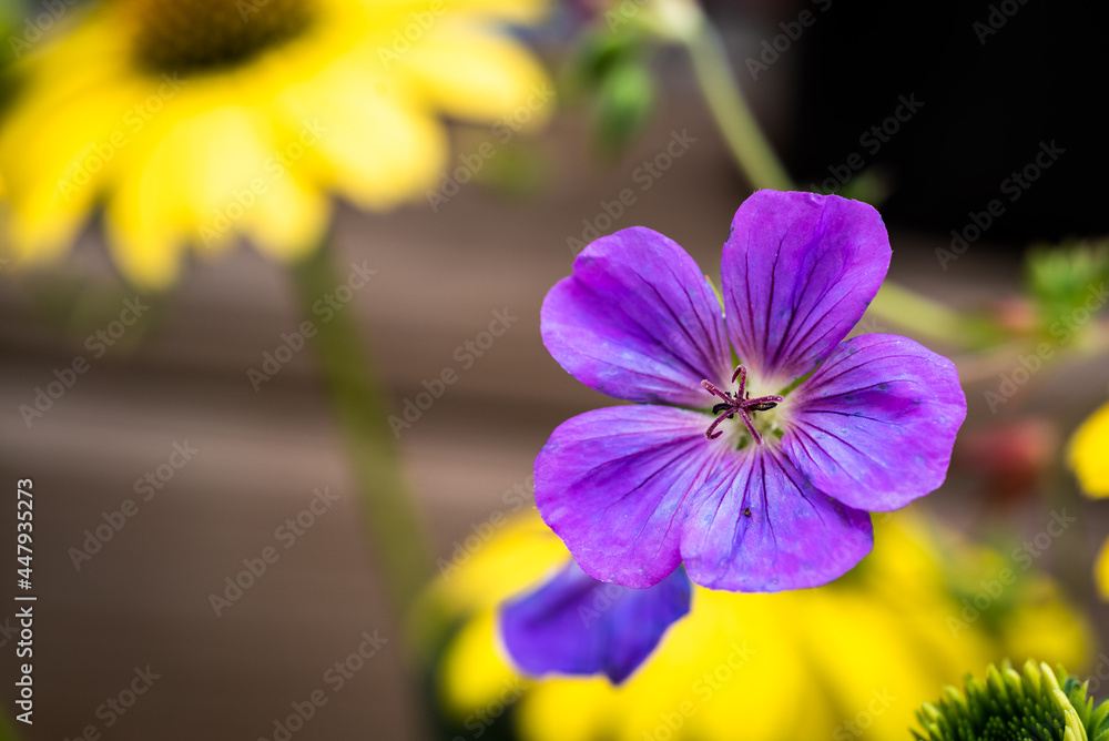 Obraz premium purple iris flower