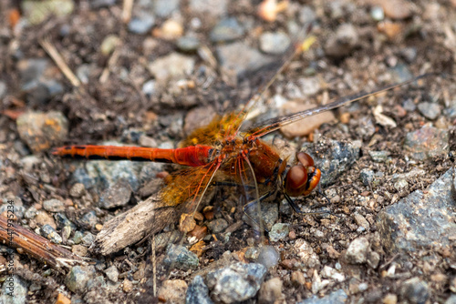 dragonfly on a leaf