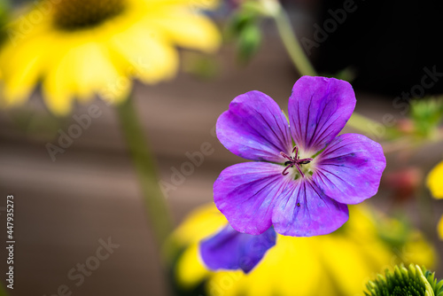 purple iris flower photo