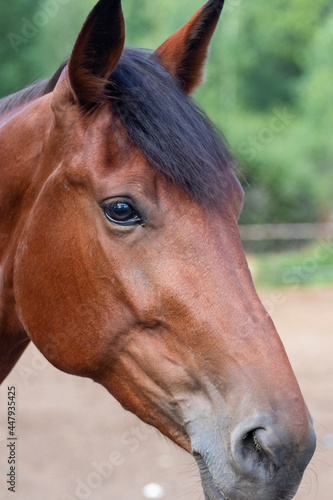 portrait of a horse