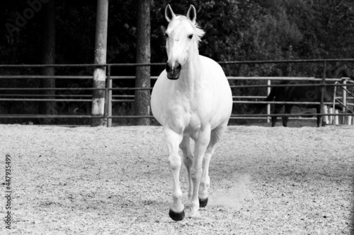 black and white horse