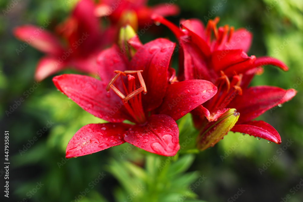 close up of red lily, close up of red flower, red lily flower	
