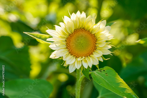 Super cute white lite sunflower with sunlight in the background.