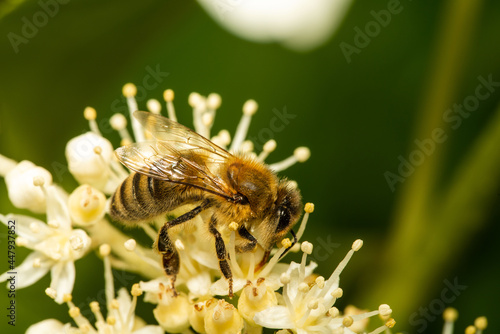 Fototapeta Pollinating
