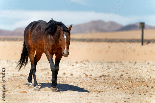 Wild horse near city Aus, Namibia.