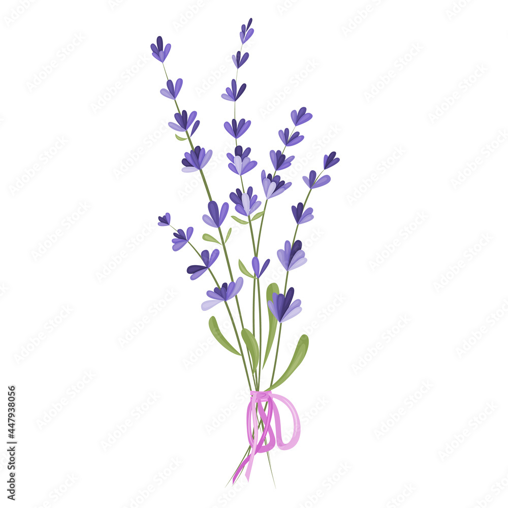 Fototapeta premium Vector illustration of a bouquet of lavender flowers on a white background. Drawing elements for romantic greeting cards and invitations