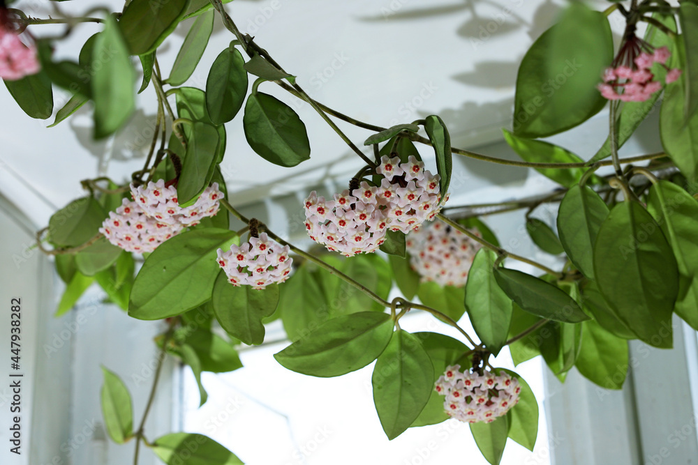 Obraz premium Beautiful hoya flowers in the house.