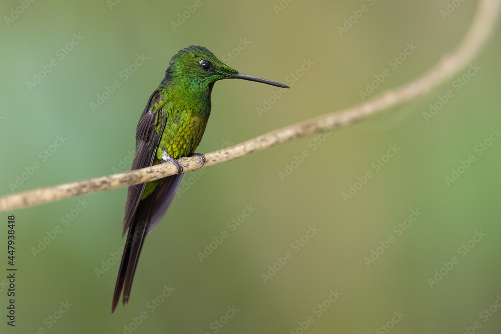 Rotstern-Brillantkolibri (Empress brilliant) Mindo, Ecuador Rotstern-Brillantkolibri (Empress brilliant) Mindo, Ecuador
