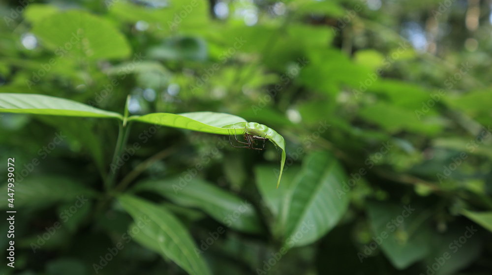 A spider's eggs and a small spider in a spider's web under a curved leaf A spider's eggs and a small spider in a spider's web under a curved leaf