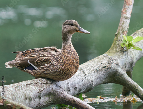 duck