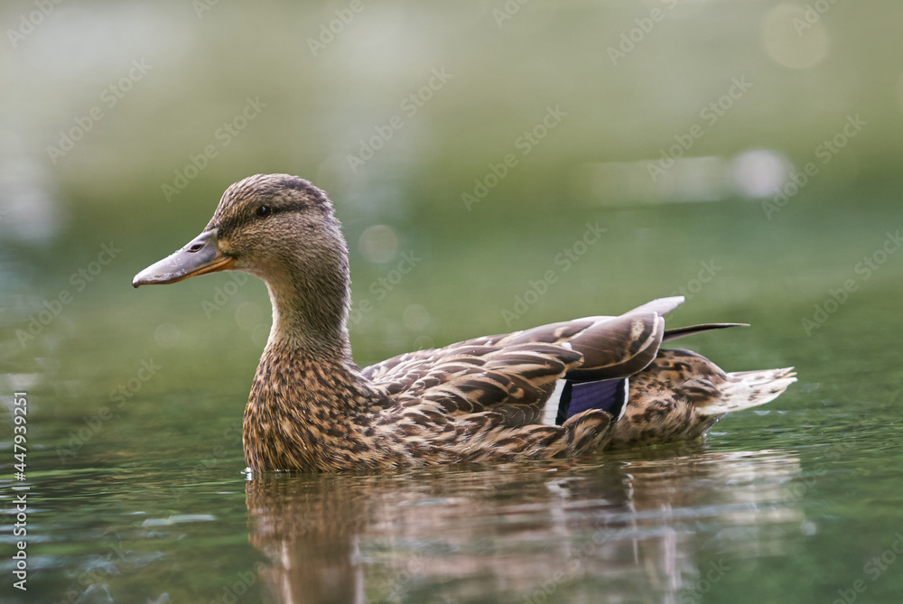 duck on the lake