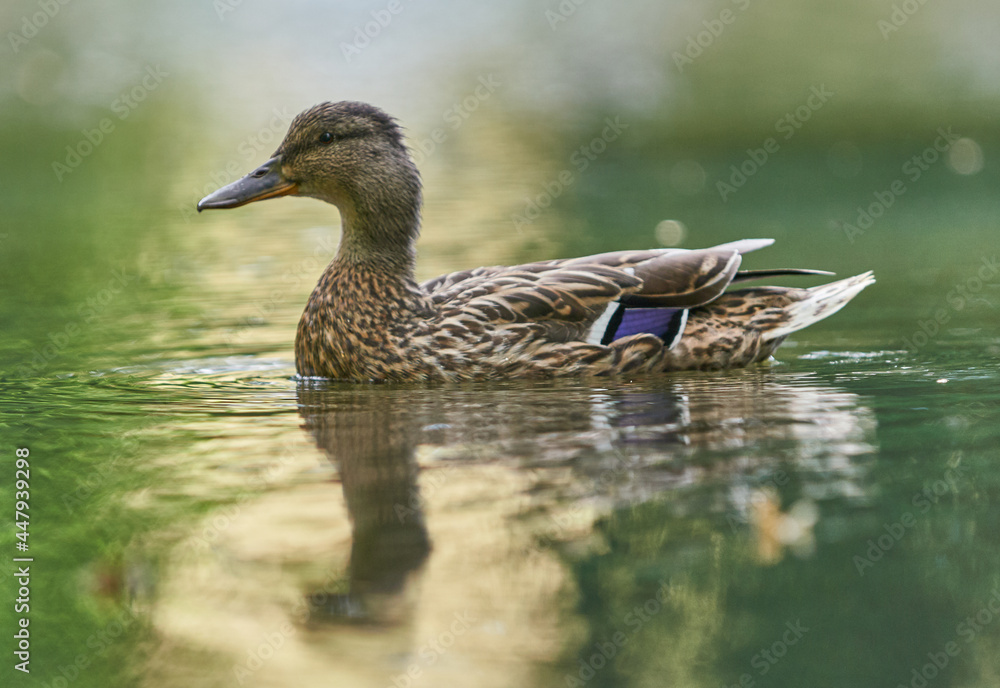 Fototapeta premium duck in the water