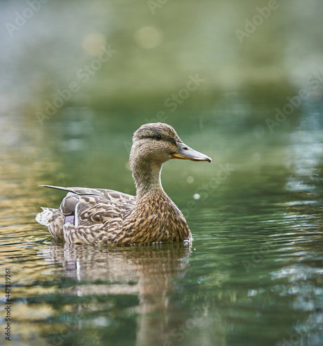 duck on the water
