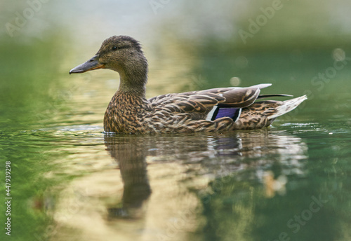 duck in the water