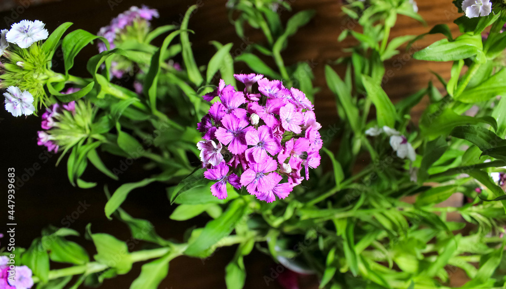 A bouquet of Turkish carnations on the table. A bouquet of Turkish carnations on the table.