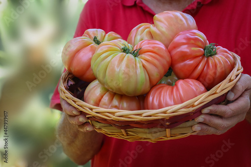 Pomodori rosa in cestino tenuto da uomo irriconoscibile.