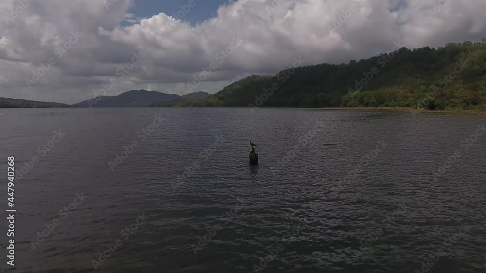 Garza Morena in the lake Alajuela - Garza Morena en el lago Alajuela - Panamá Garza Morena in the lake Alajuela - Garza Morena en el lago Alajuela - Panamá