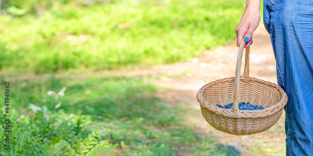 Berry season. Collect blueberries in the forest. A woman walks through the forest with a basket containing blueberries. The process of finding and collecting blueberries