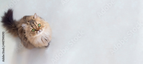 Top view of cute happy british longhair chinchilla persian kitten cat standing and looking up at camera with copy space. cat and pet concept photo