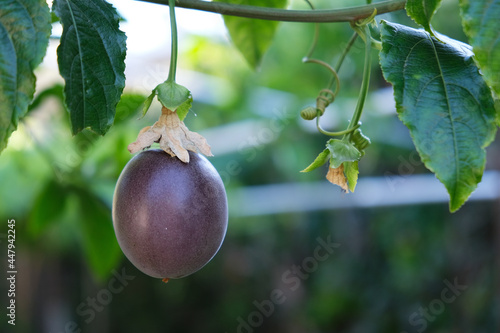 One single ripe purple passion fruit hanging on the vine tree. photo