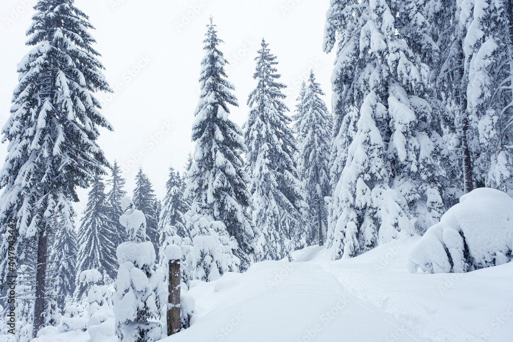 Fototapeta premium Snow was falling over the fir trees