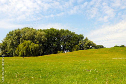 tree in the meadow