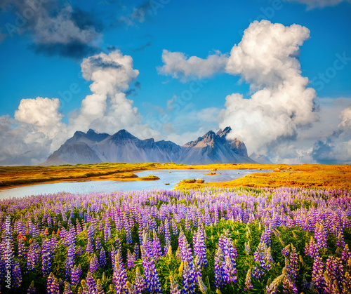 Attractive view of Stokksnes cape and the flowering field. Location place Vestrahorn, Iceland, Europe.
