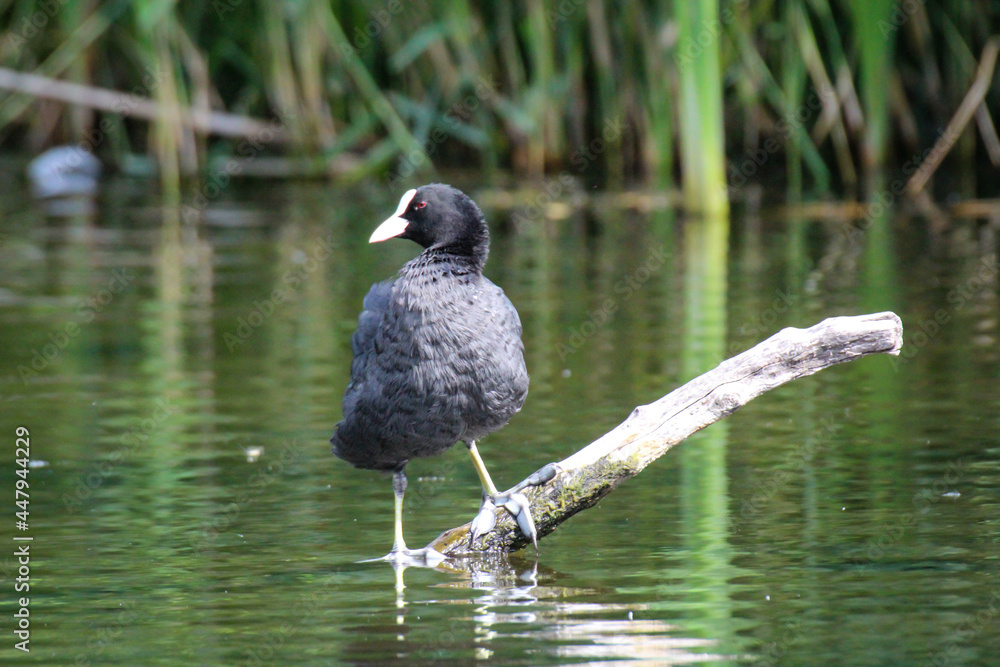 Fototapeta premium Ein Teichhuhn oder Blesshuhn auf einem Teich.