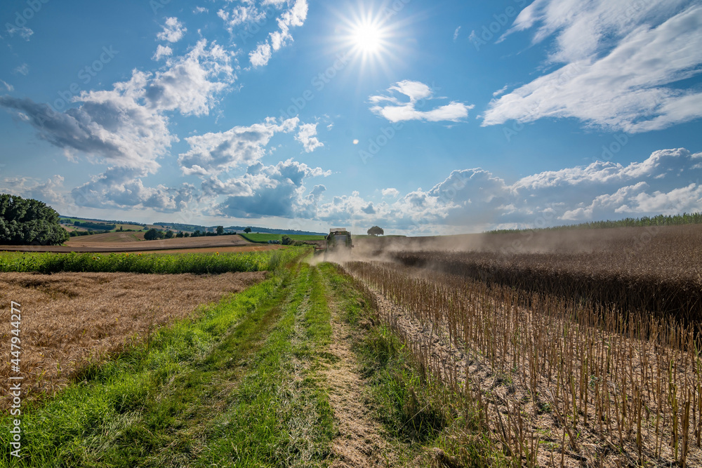 Fototapeta premium A combine harvester in a field on a sunny, summer day bringing in the harvest.