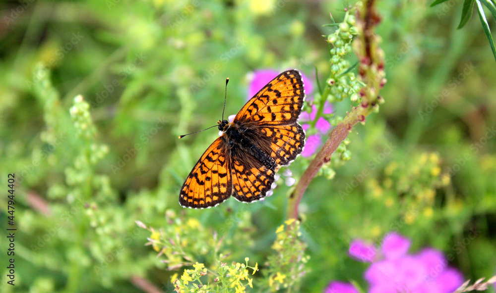 Orange butterfly in the green grass. Butterfly of the Nymphalid family Orange butterfly in the green grass. Butterfly of the Nymphalid family
